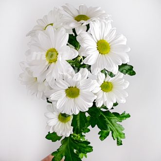 Белая кустовая хризантема Бакарди
