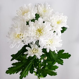 Белая кустовая хризантема Балтика