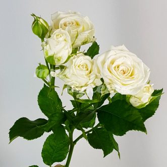 Белая кустовая роза Жозефина