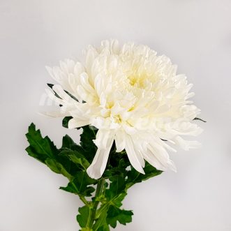 Белая одноголовая хризантема