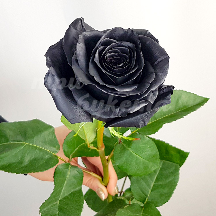 Купить черные окрашенные розы поштучно за 250 ₽ с доставкой по Москве