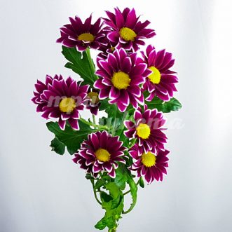 Фиолетовая кустовая хризантема Гайдар