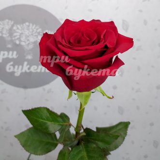 Кенийская красная роза Эксплорер