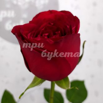 Кенийская красная роза Кассис