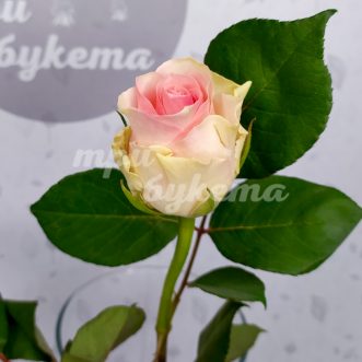 Кенийская персиковая роза Сеньорита