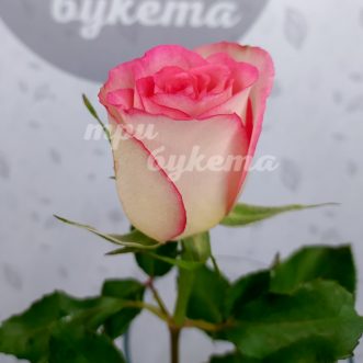 Кенийская розовая роза Соверин