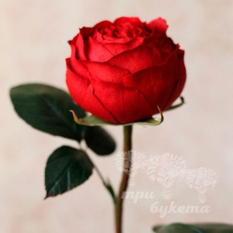 Красная пионовидная роза