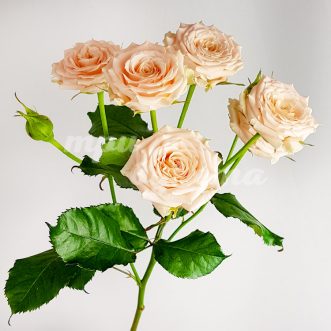 Кремовая кустовая роза Таня