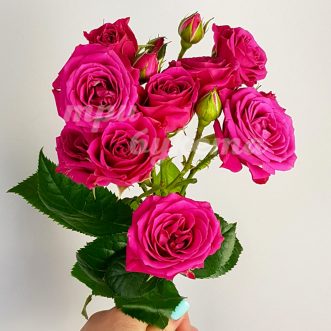 Розовая кустовая роза Лавли Лидия