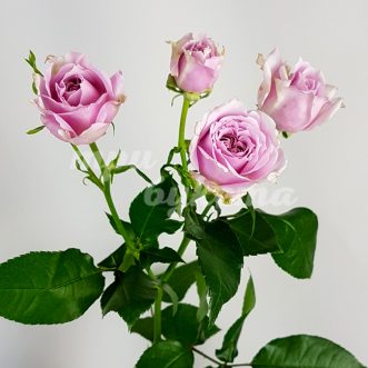 Розовая кустовая роза Пинк Эсенс