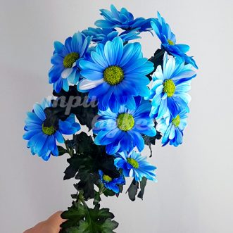 Синяя кустовая хризантема Бакарди