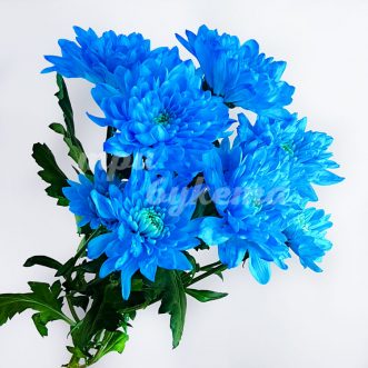 Синяя кустовая хризантема Балтика