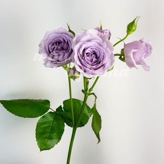 Сиреневая кустовая роза Стерлинг