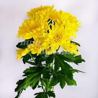 Желтая кустовая хризантема Балтика