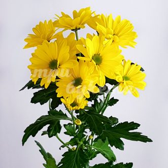 Желтая кустовая хризантема Селебрейт